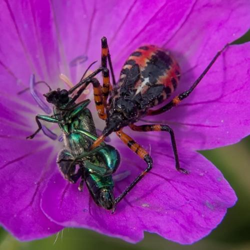 Réf. 206 047 : Rhynocoris sp.